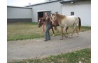 Property photo 39 - 80 Acres Offered in 4 Tracts - Horse Farm